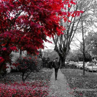 Man walking away down tree-lined street in autumn with red maple tree featured in foreground with foliage on ground